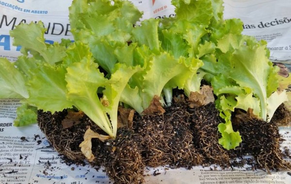 PLANTAÇÃO DE ALFACE  – Nutricionista  Marcela Silveira